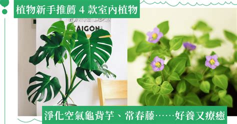 常春藤植物照顧|常春藤植物照顧指南：讓你的常春藤茁壯成長 